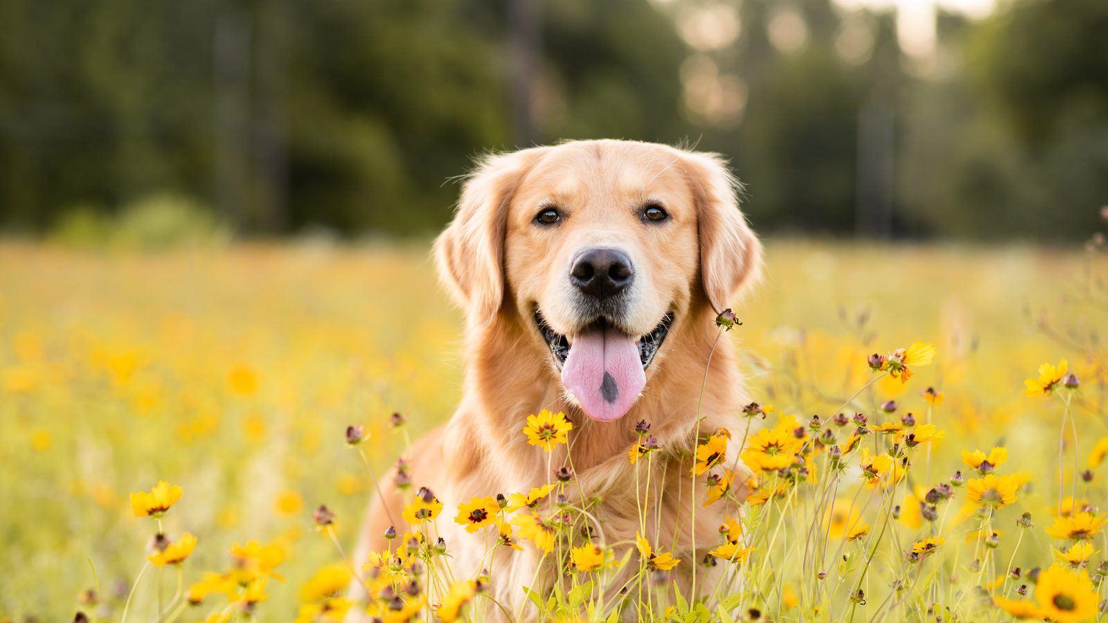 Golden retriever grinning in a meadow of yellow flowers